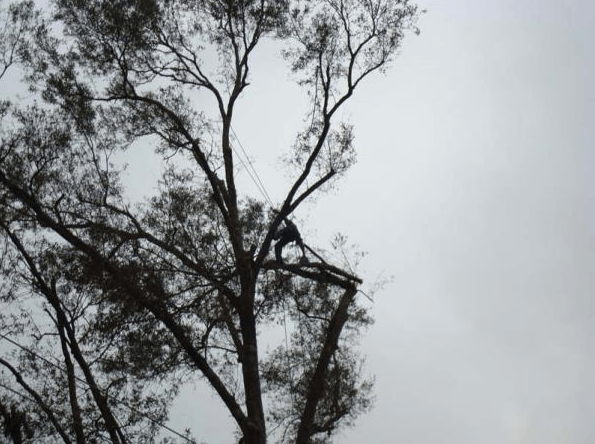 Tall silhouetted tree branches against a gray sky