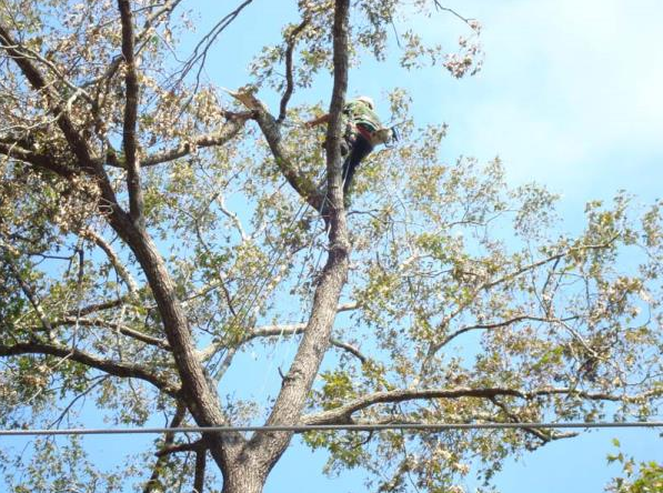 Tall tree branches with sparse green leaves against a clear blue sky