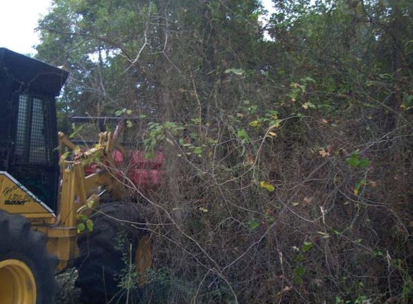 Yellow bulldozer pushing into dense brush and branches in a wooded area