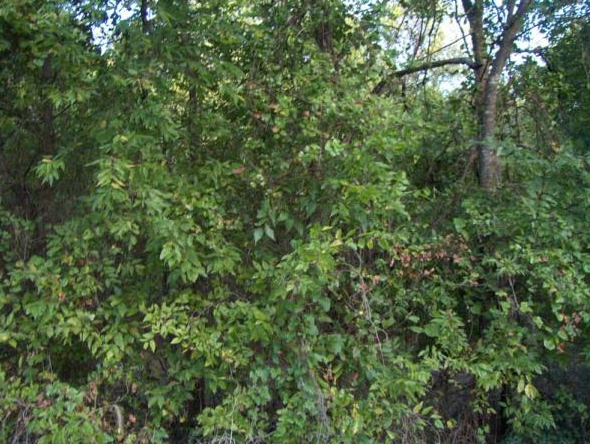 Dense green foliage and trees filling the frame in a wooded area.