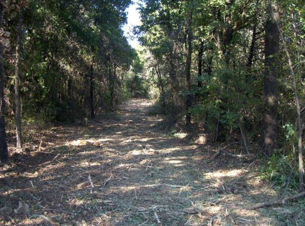 Wooded dirt path with dry leaves and dense green trees on both sides