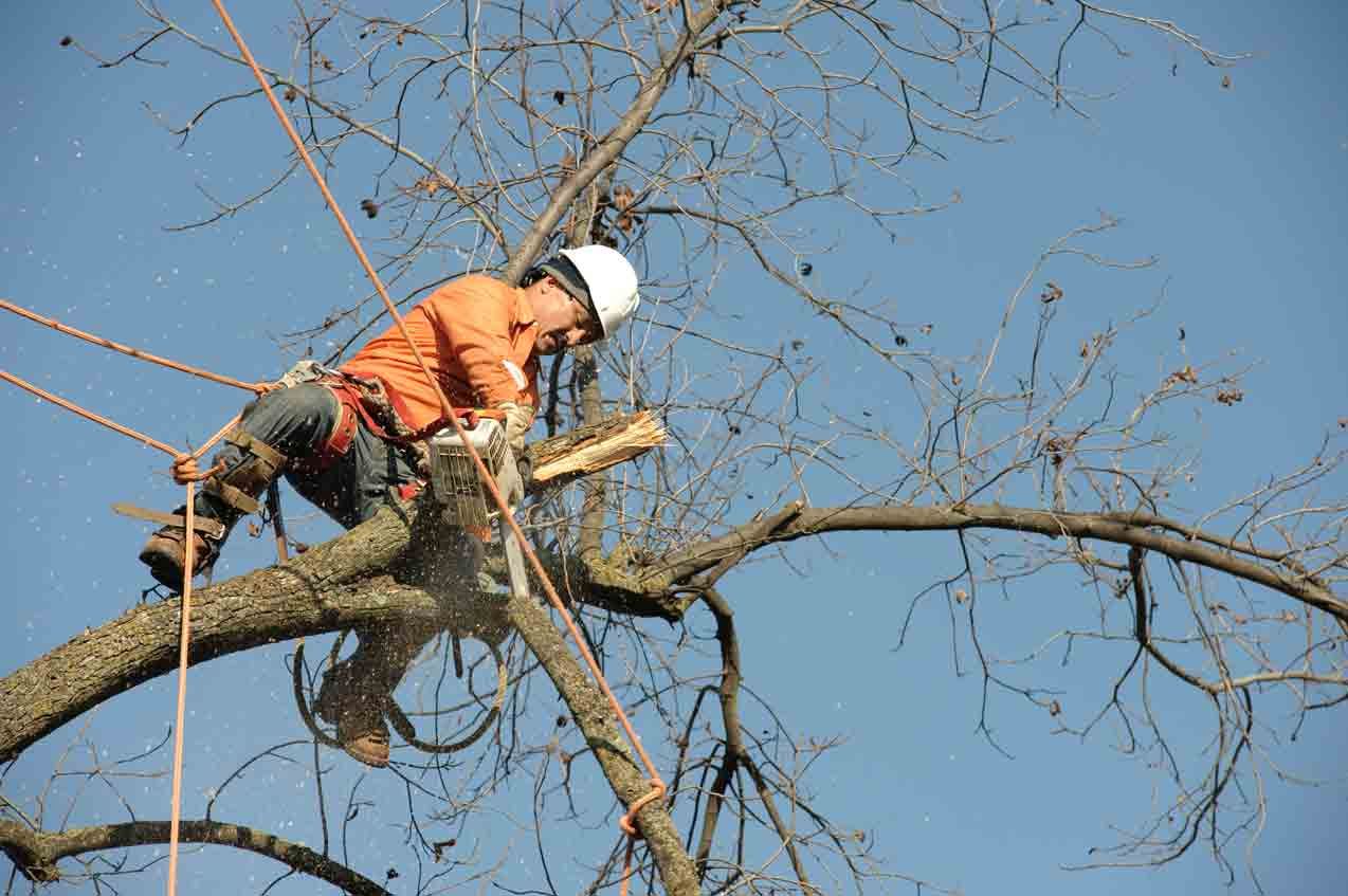 Worker in orange jacket and hard hat trimming a tree branch against a clear blue sky