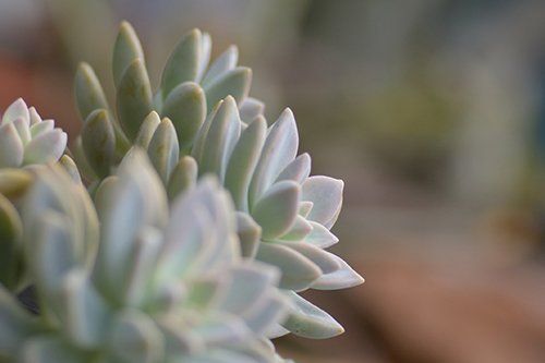Close-up of pale green succulent leaves with soft, blurred background