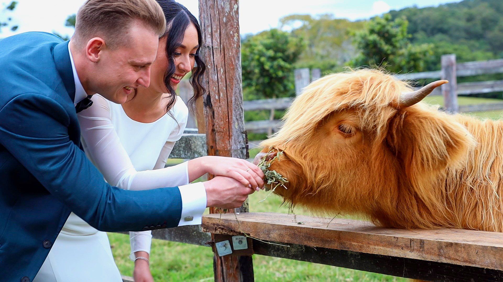 a bride and groom are petting a cow on their wedding day .Wedding Videography