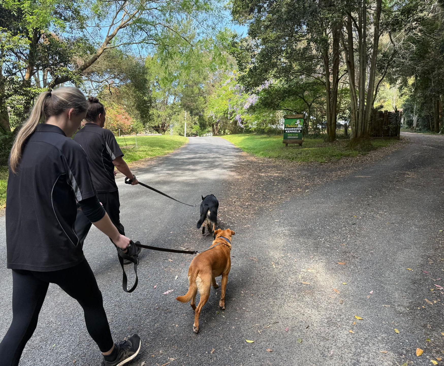 Two people walking three dogs on a paved path in a park; trees and grass surround them.