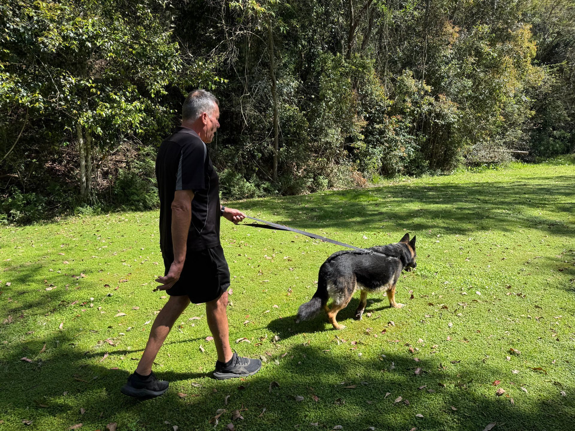 Man walking a German Shepherd on a leash through a grassy, sunny area with trees in the background. — Palmdale Boarding Kennels In Palmdale, NSW
