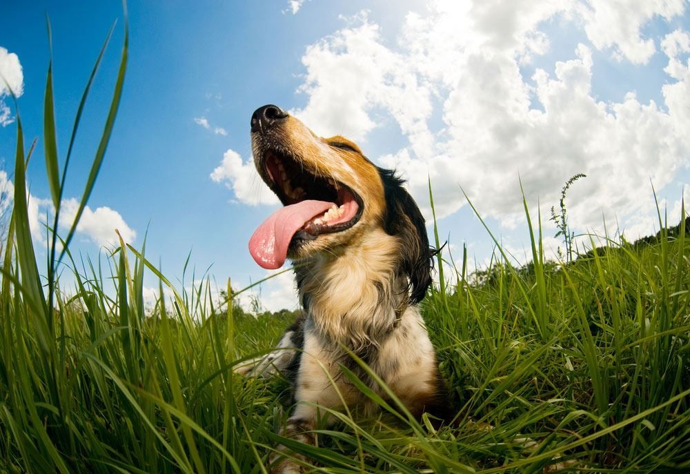 Dog Panting in Tall Green Grass — Palmdale Boarding Kennels In Palmdale, NSW