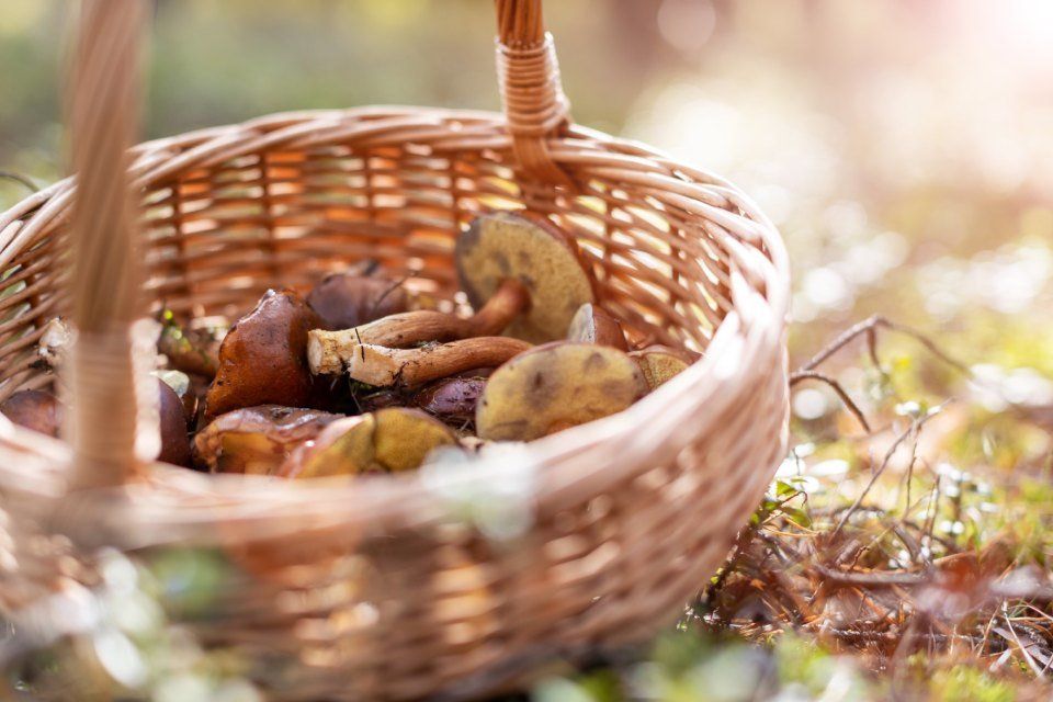 Vendita funghi online a Milano