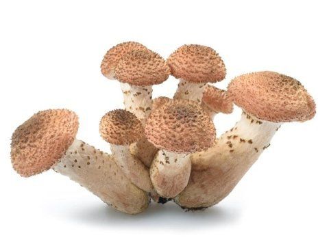 Funghi chiodini