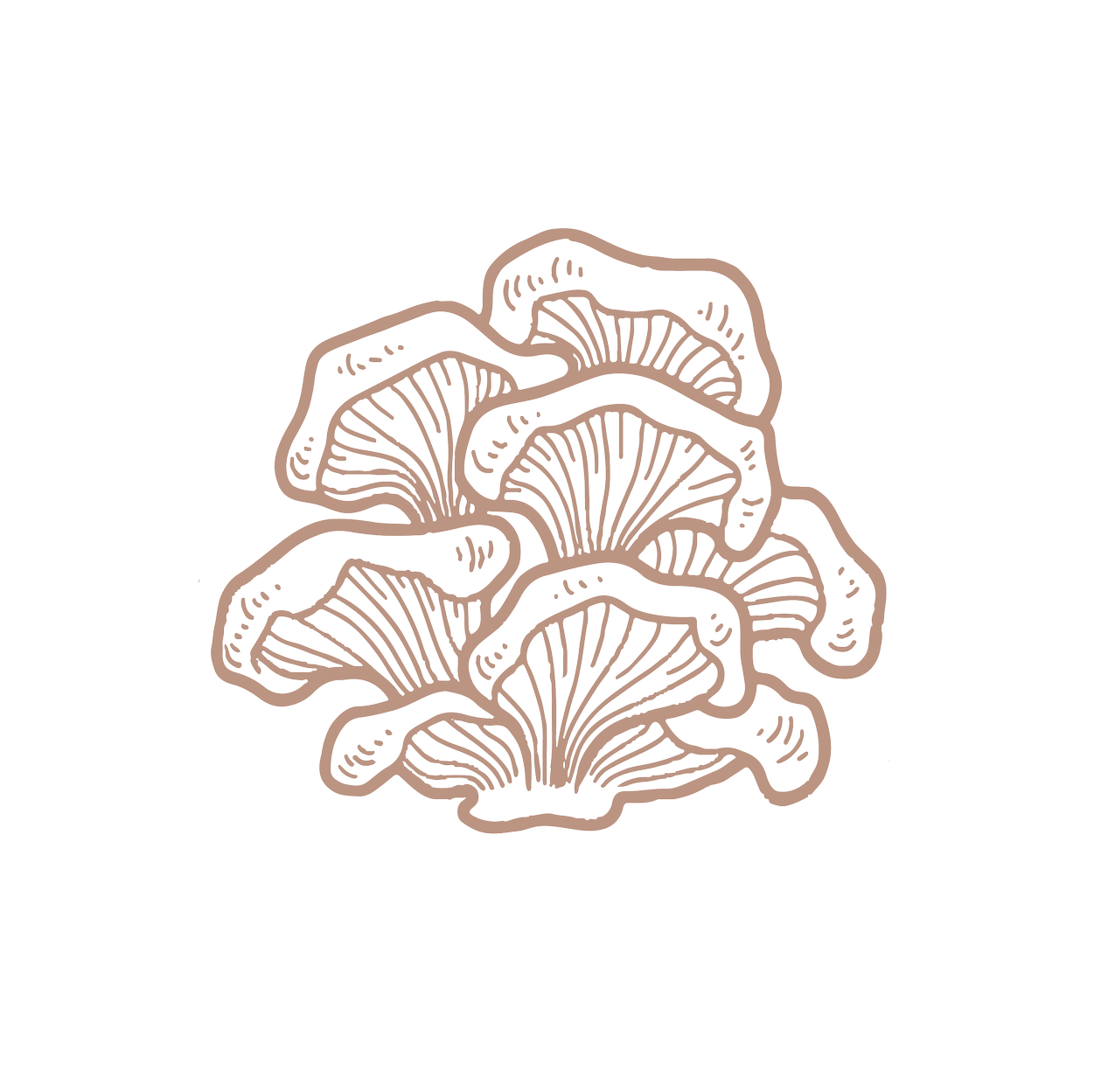 Mushroom Farm in Austin, TX | Enchanted Mushrooms Mushroom Farm in Austin, TX | Enchanted Mushrooms