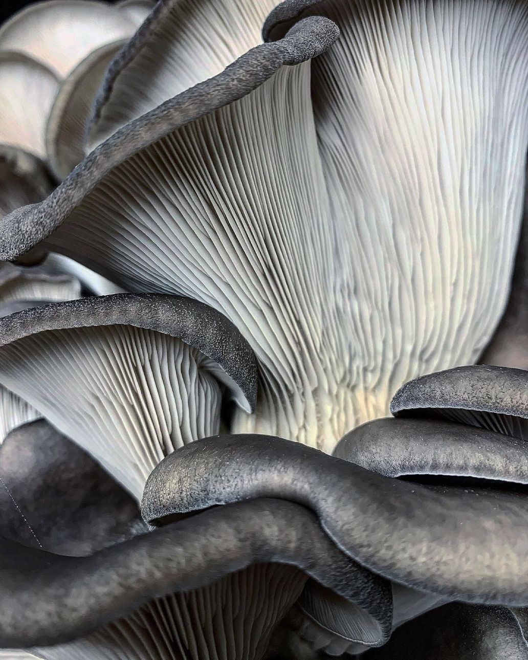 About Enchanted Mushrooms in Austin, TX About Enchanted Mushrooms in Austin, TX