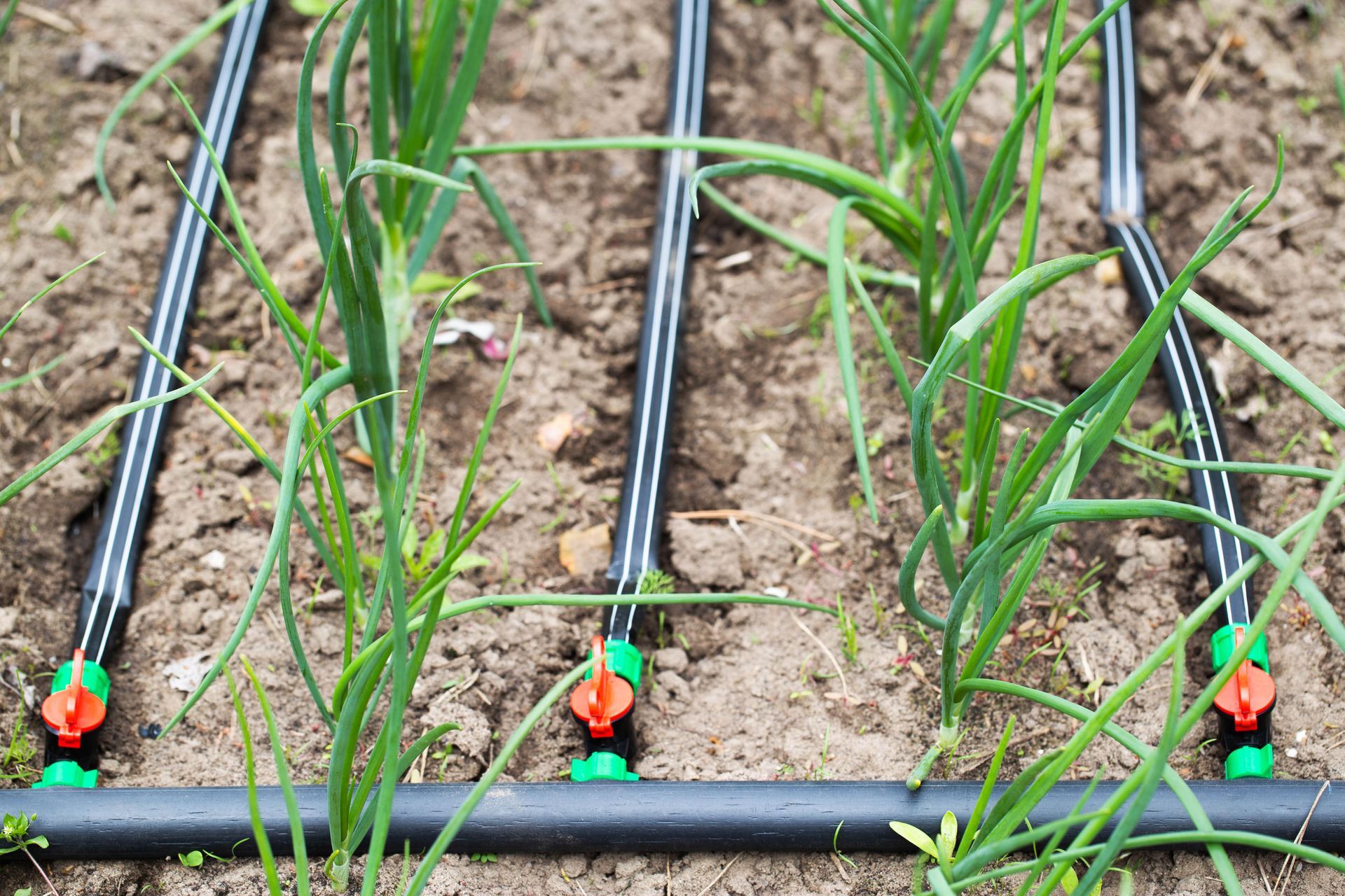 Modern drip irrigation system in a field bed, close-up