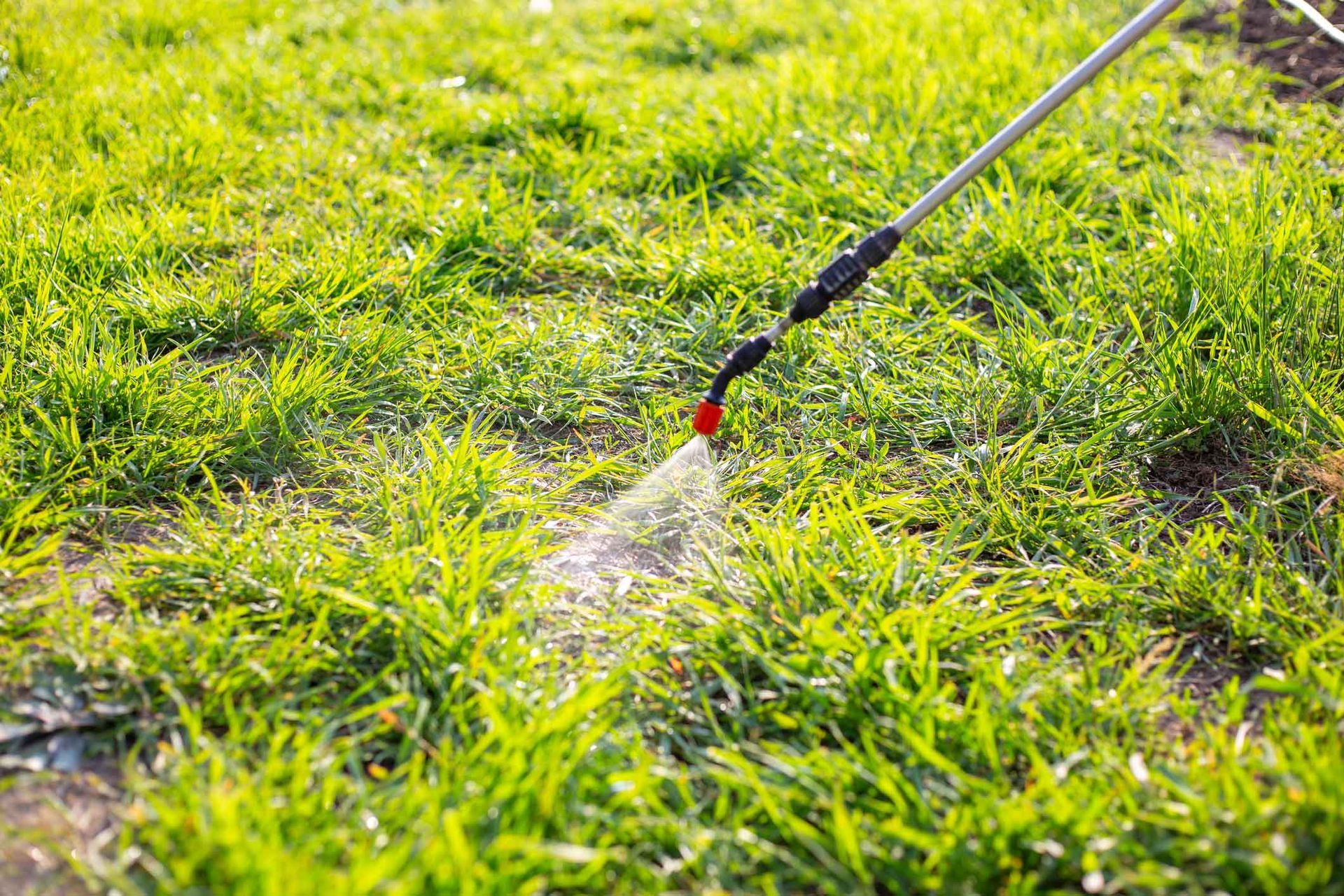 A person is using a sprayer to spray the weed.