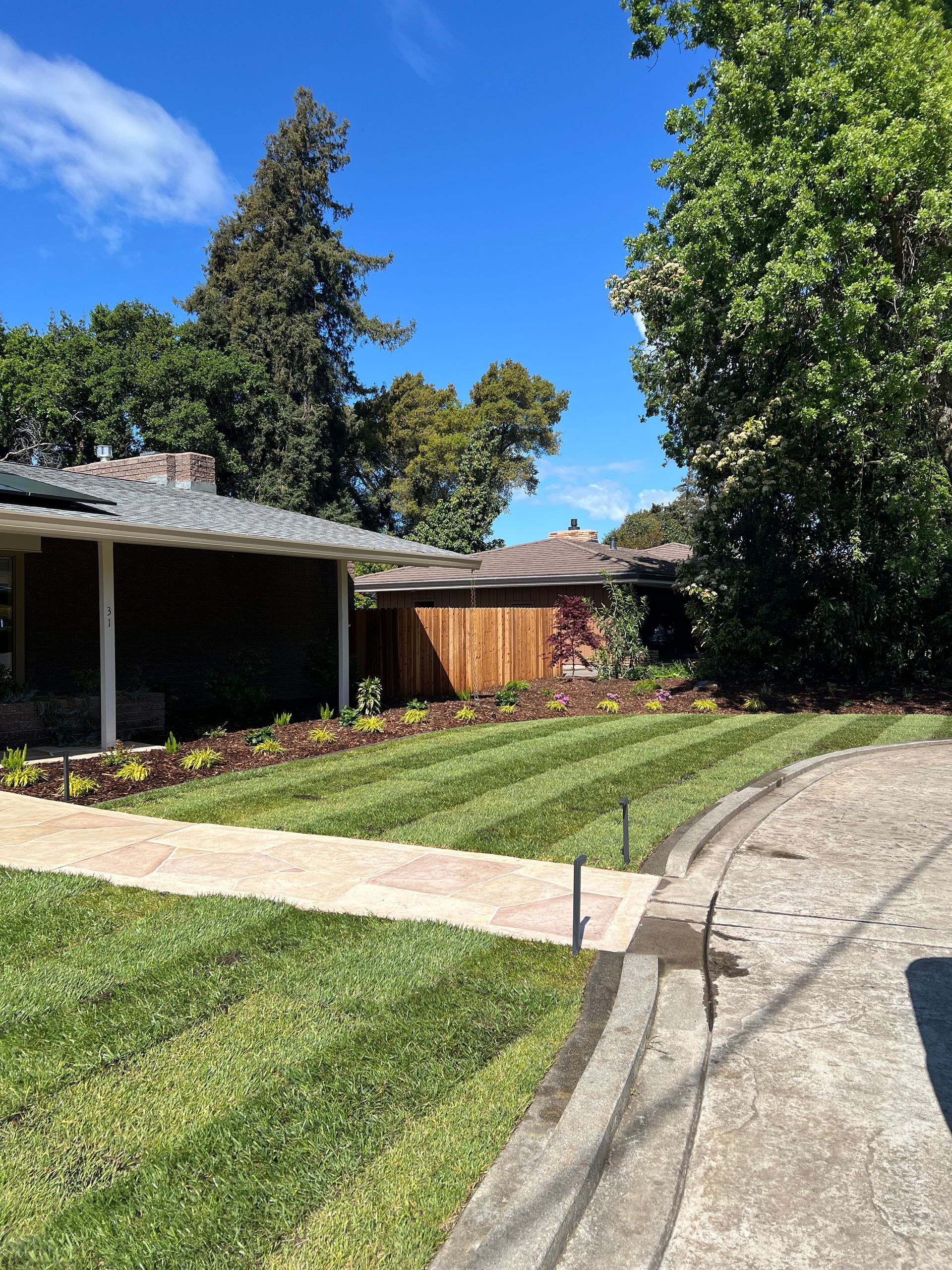 Lawn with freshly mowed stripes in front of a house with a wooden fence and mature trees under a blue sky.
