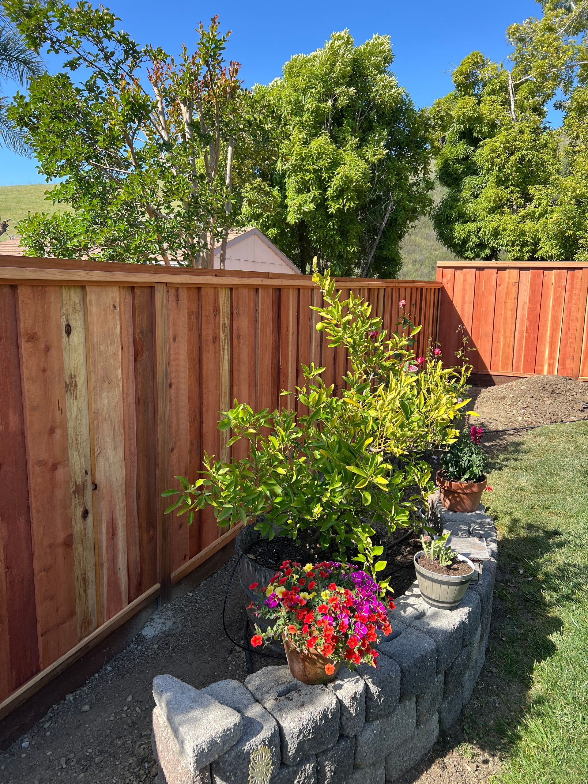 Wooden fence frames a garden bed with colorful flowers and green bushes.