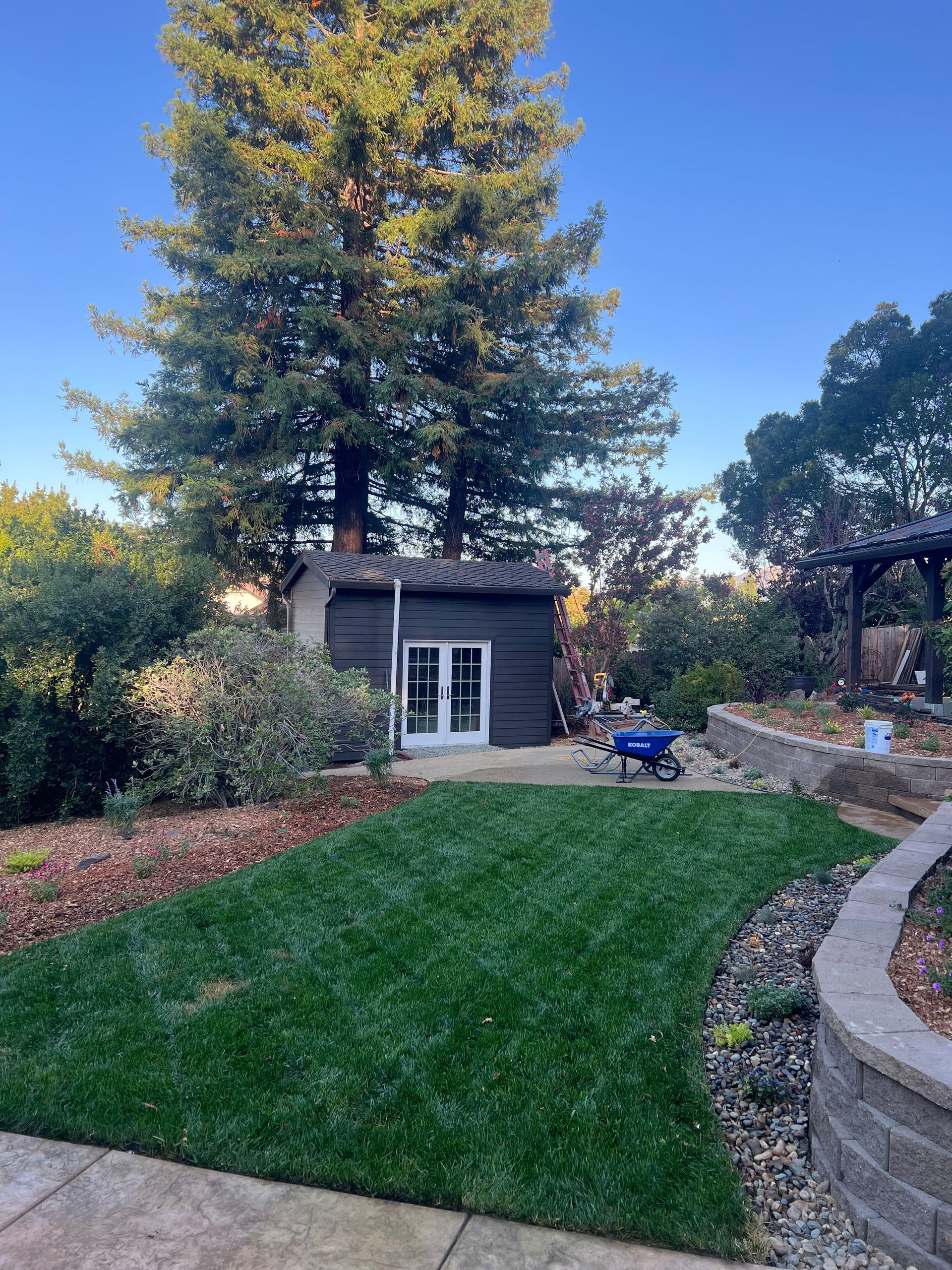 Green lawn in a backyard with a shed and a large tree. Landscaping with a wheelbarrow.