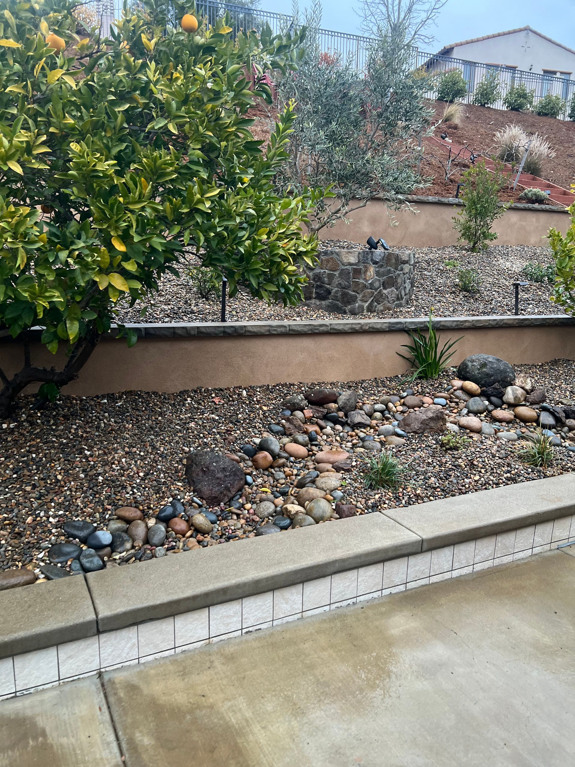 Rock garden with a retaining wall and a lemon tree.