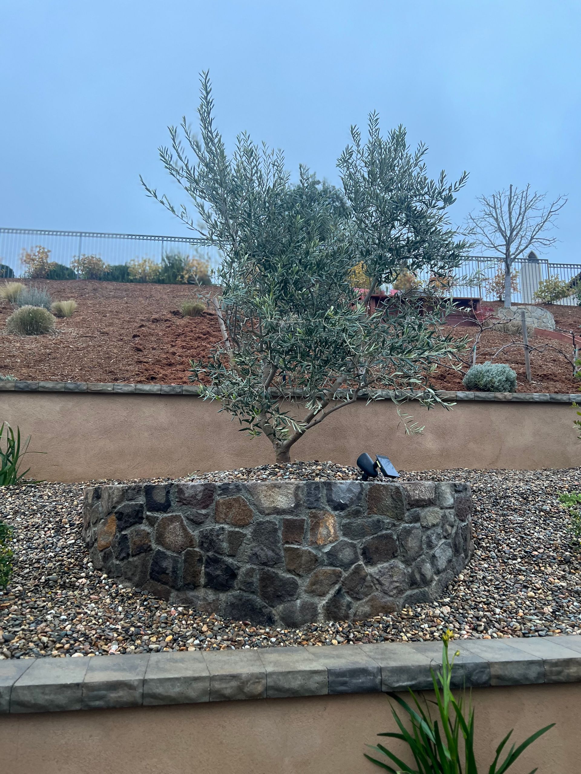 Tree in a stone-lined planter on a cloudy day; surrounded by pebbles and landscaping.