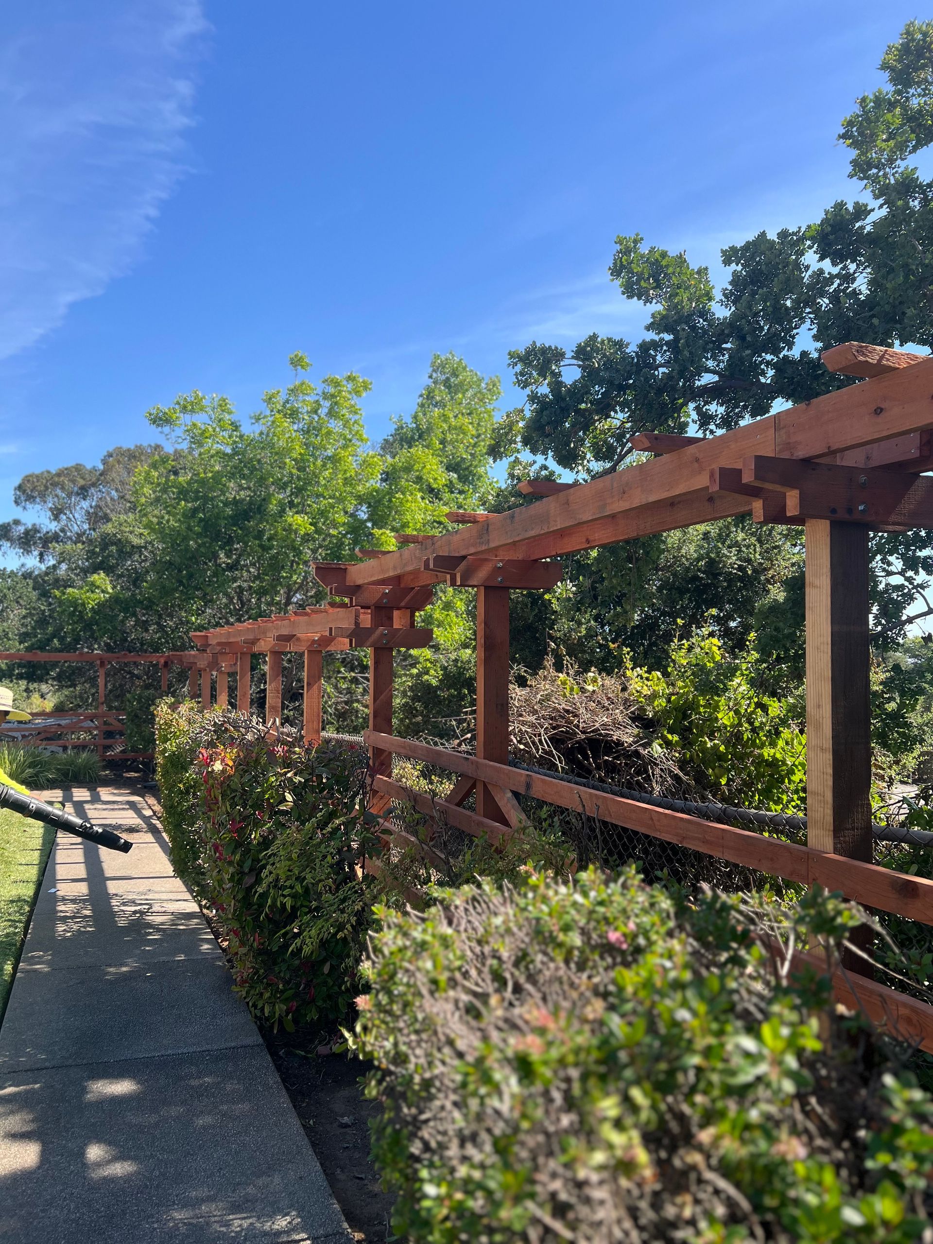 Wooden pergola above a hedge row on a sunny day.