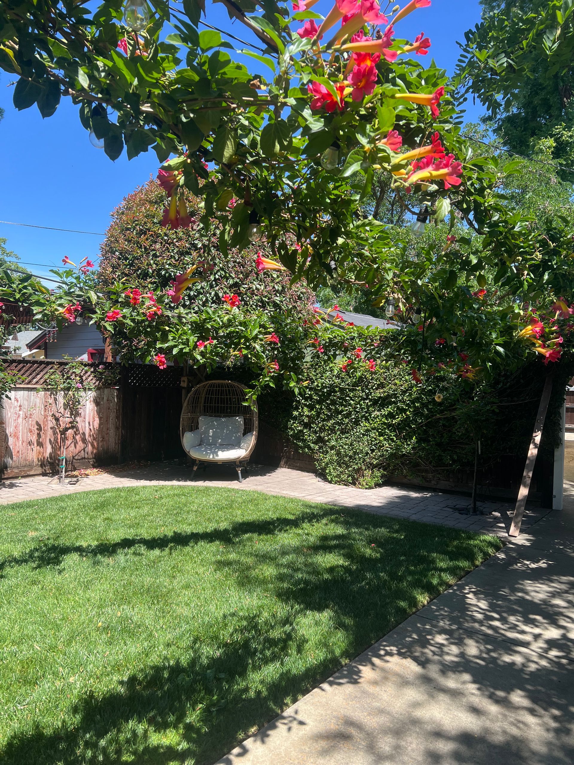 Lush garden with a swing chair, blooming red flowers, and green grass under a bright blue sky.