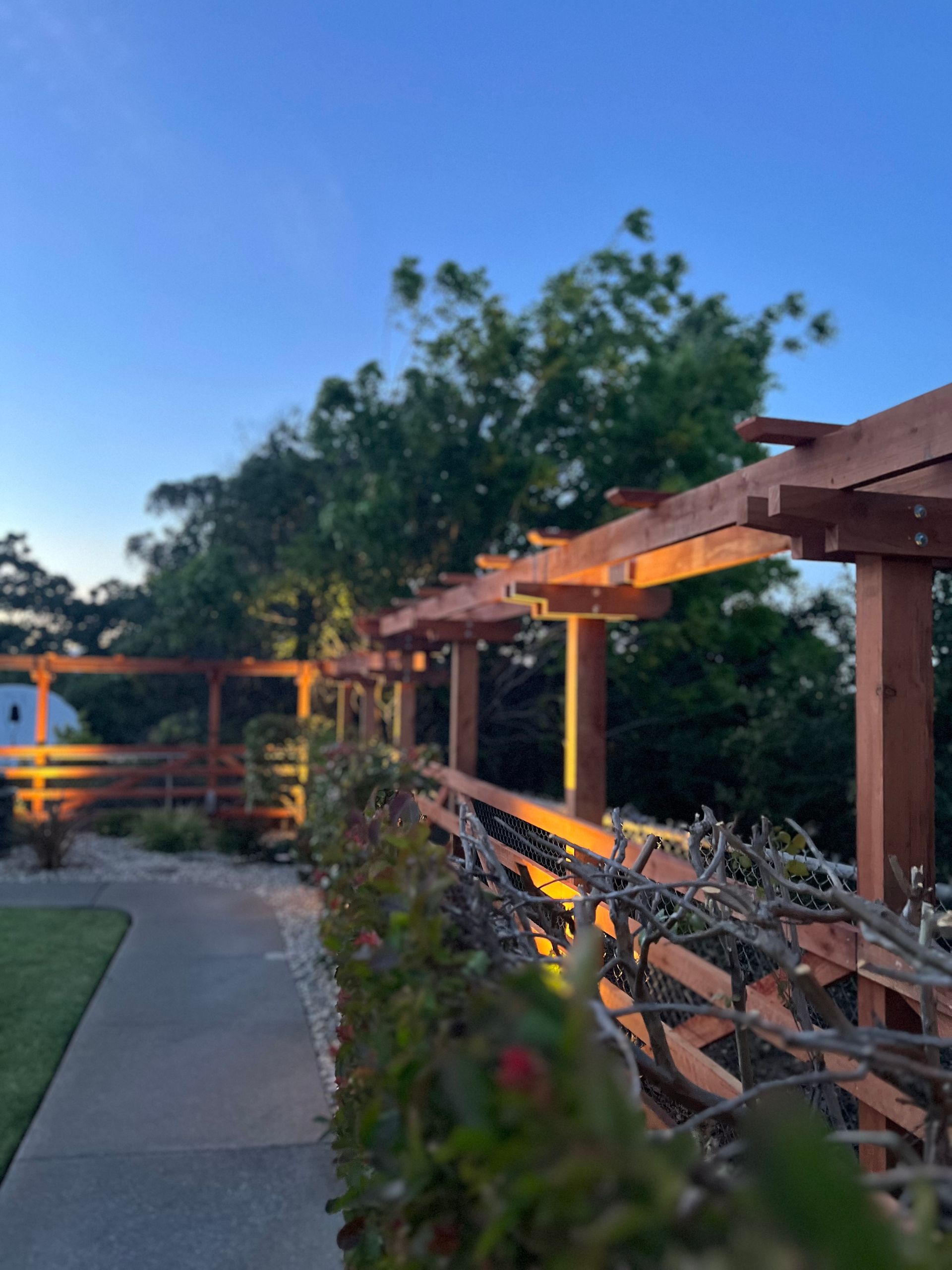 Wooden pergola with vines, illuminated at dusk, pathway, and trees.