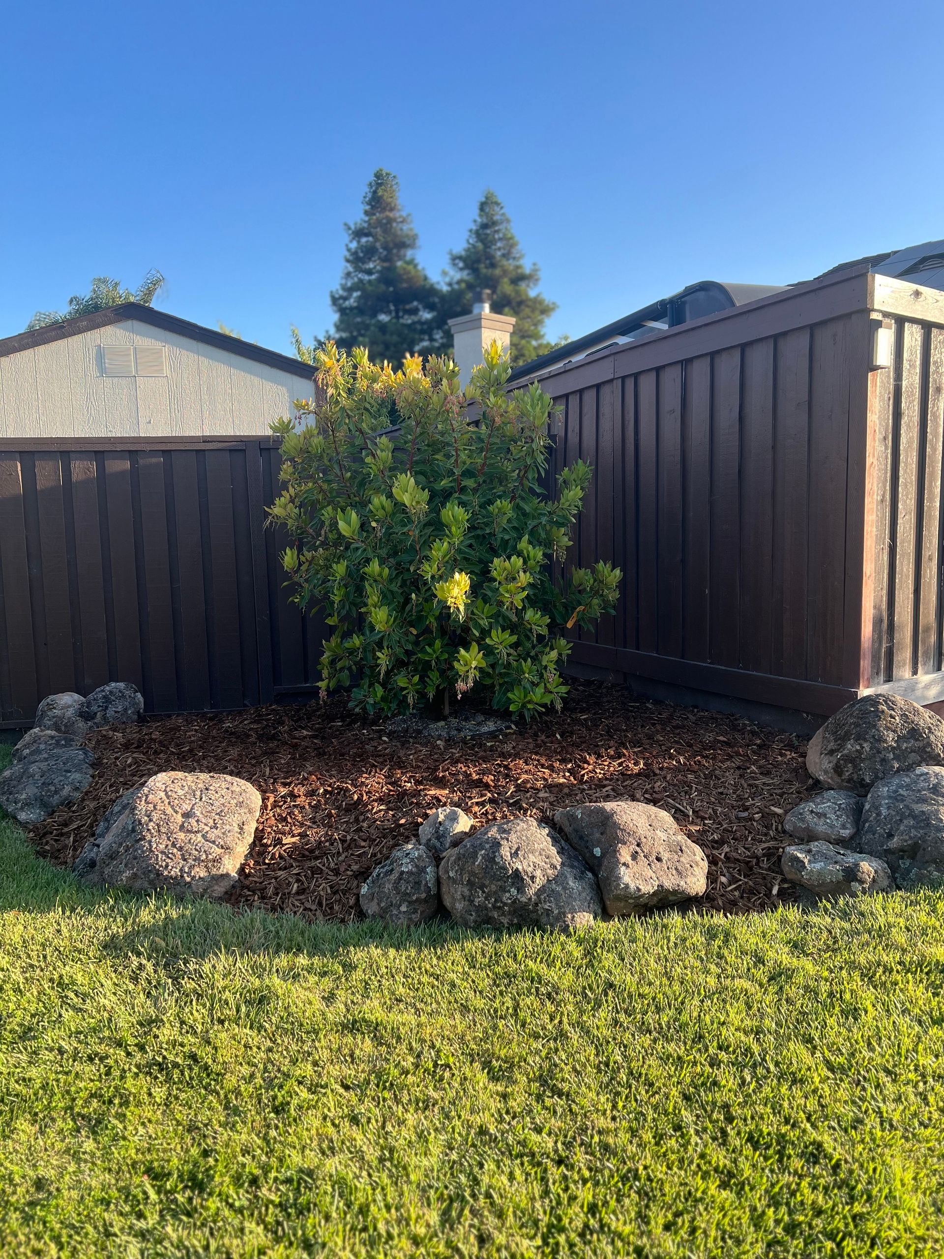 A landscaped area with a shrub, bark mulch, and rock border in front of a brown fence and house.