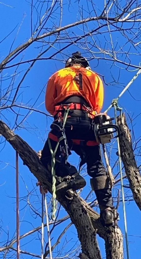 A professional doing tree services in Washington, NJ