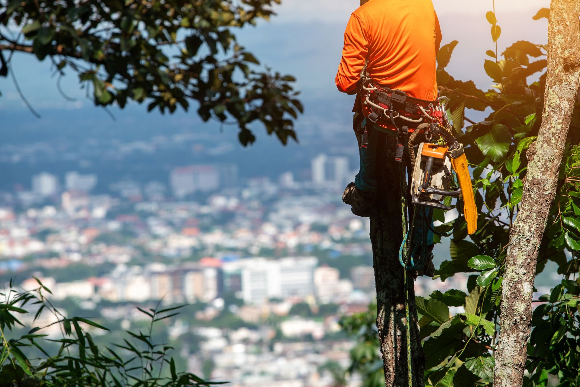 Tree worker with chainsaw overlooking a cityscape.