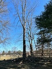 Fallen Tree on Road — Phillipsburg, NJ — Knock on Wood Tree Service LLC