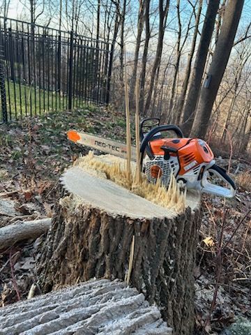 Cutting Big Tree #2 — Phillipsburg, NJ — Knock on Wood Tree Service LLC