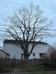 Tall Tree #7 — Phillipsburg, NJ — Knock on Wood Tree Service LLC