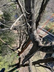 Tall Tree #4 — Phillipsburg, NJ — Knock on Wood Tree Service LLC