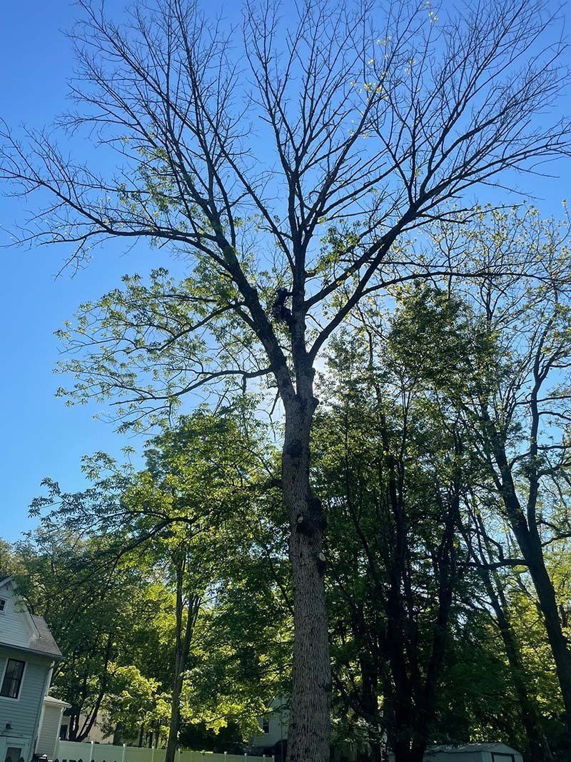 Tree Without Leaves — Phillipsburg, NJ — Knock on Wood Tree Service LLC