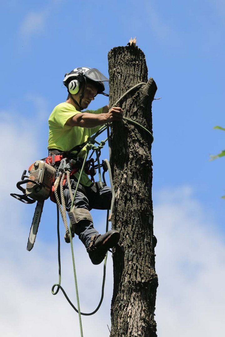 Tree Removal — Phillipsburg, NJ — Knock on Wood Tree Service LLC