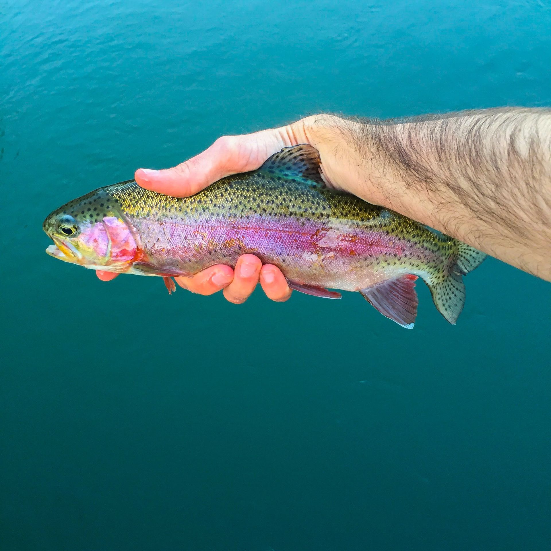 Man smiling, holding a red-finned fish. Outdoors, green foliage in the background.