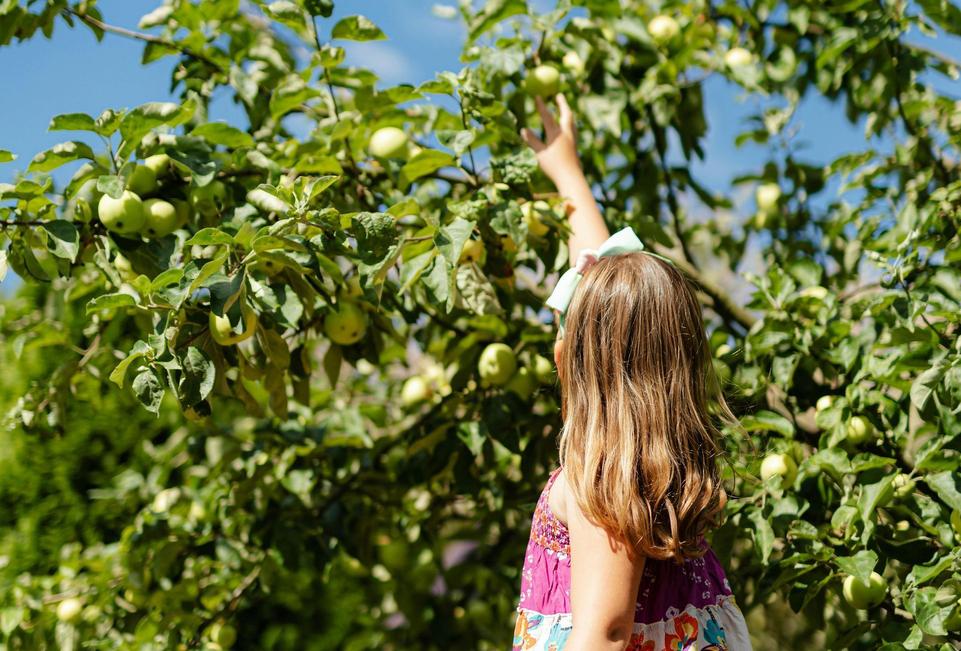 Child picking apples - ABA Therapy for Autism 