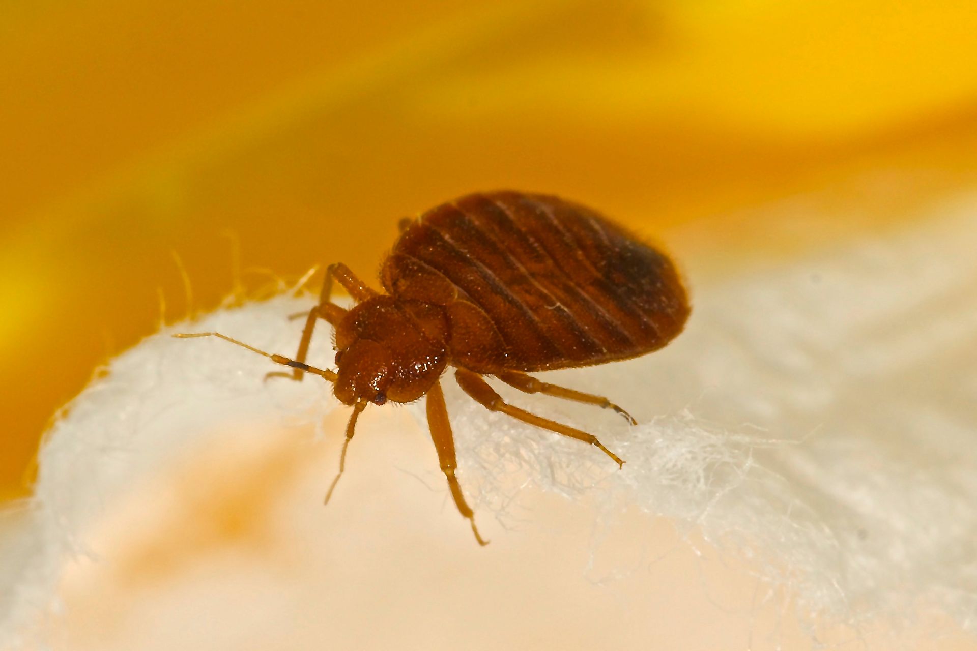 A bed bug is sitting on top of a white feather.