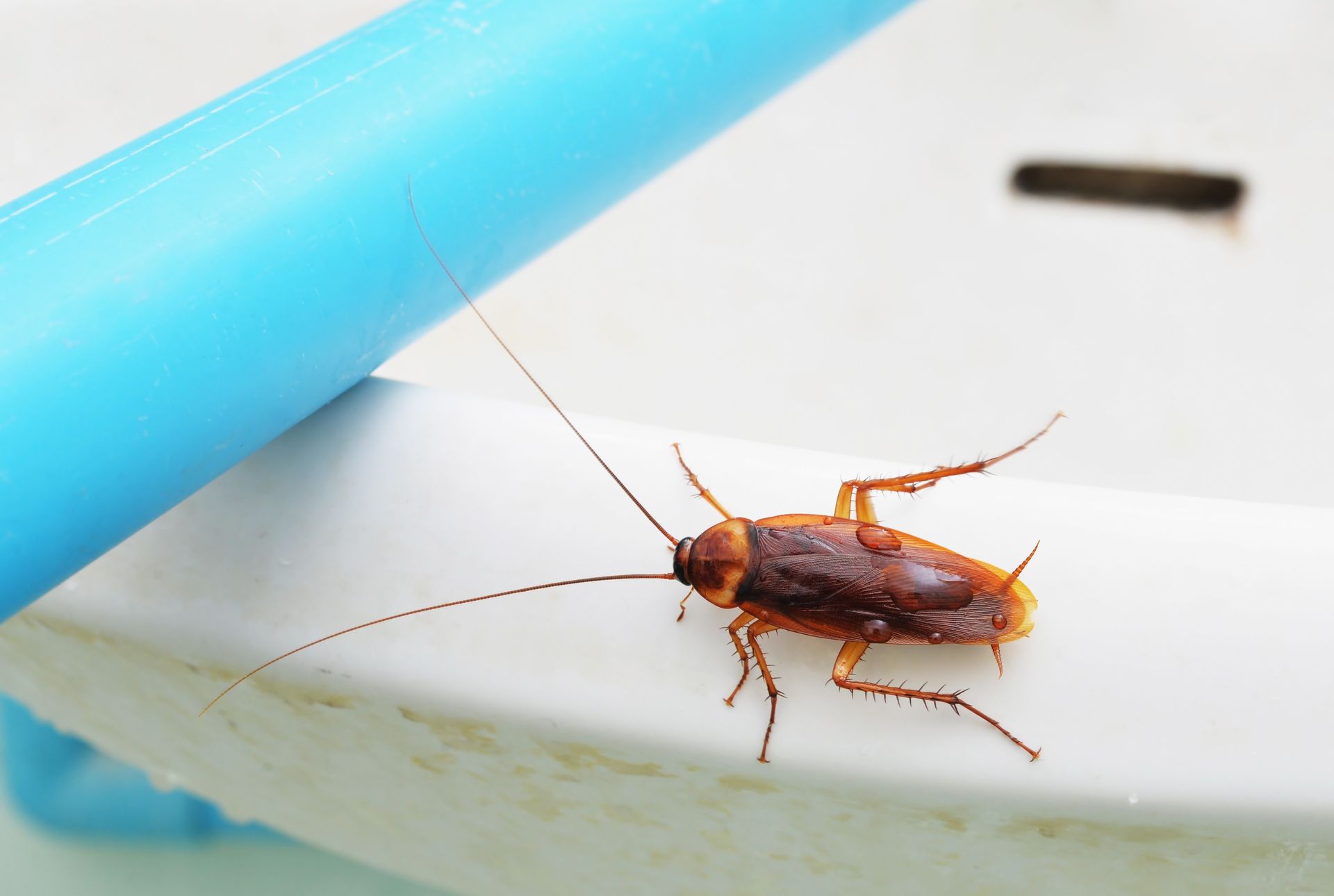 A cockroach is sitting on a white surface next to a blue pipe.