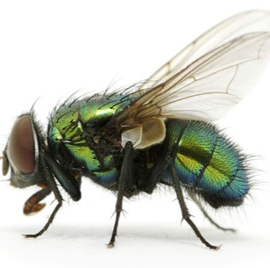 A close up of a green fly on a white background