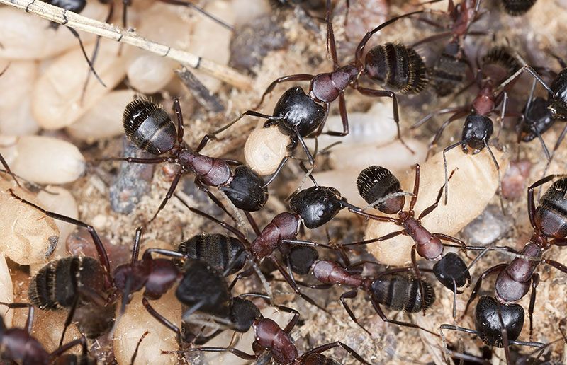 A large group of black ants are gathered together on the ground.