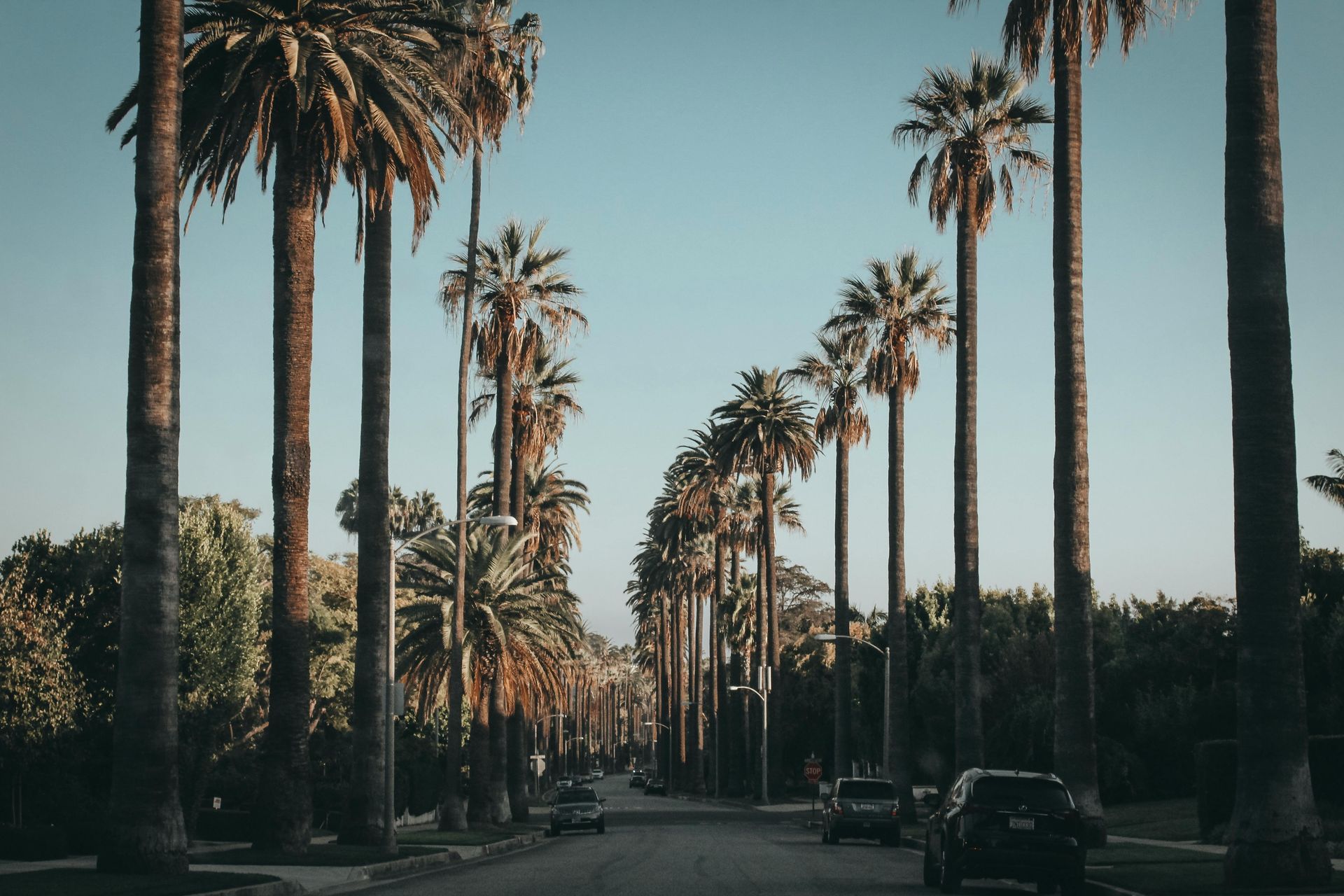 A row of palm trees line the side of a street