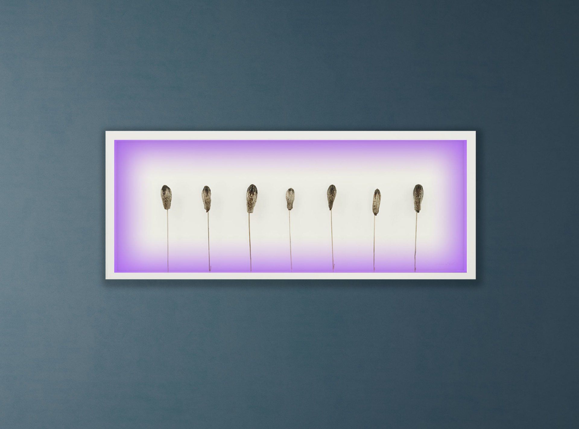 Ein Bild von Federn in einem lila Rahmen an einer Wand