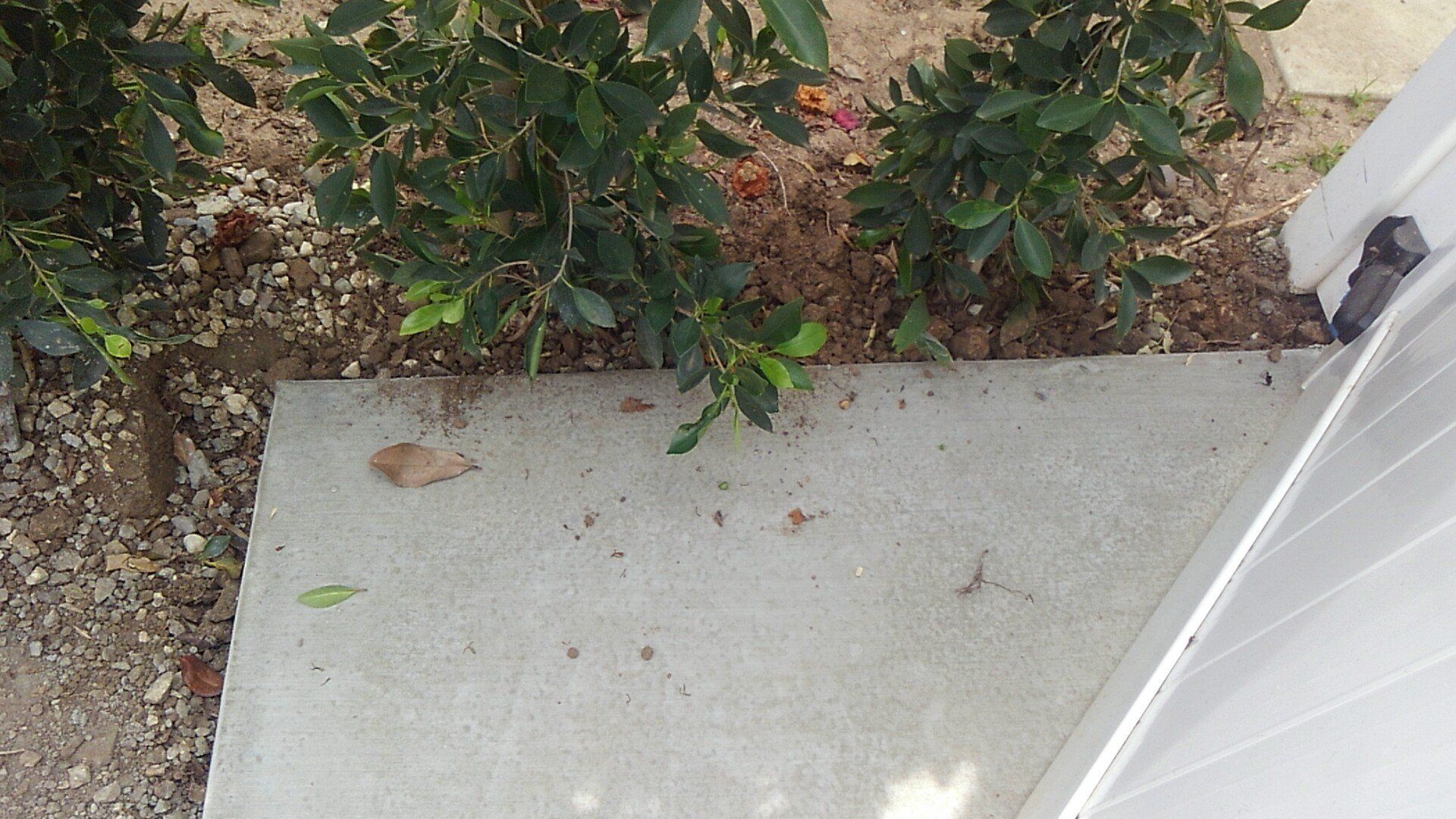 A concrete step leading to a white door with a bush in the background