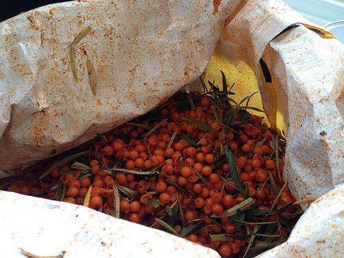 Bag of Foraged Sea Buckthorn Berries