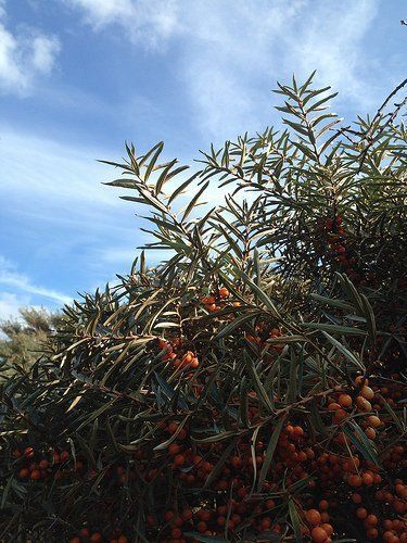Sea Buckthorn Berry Bush