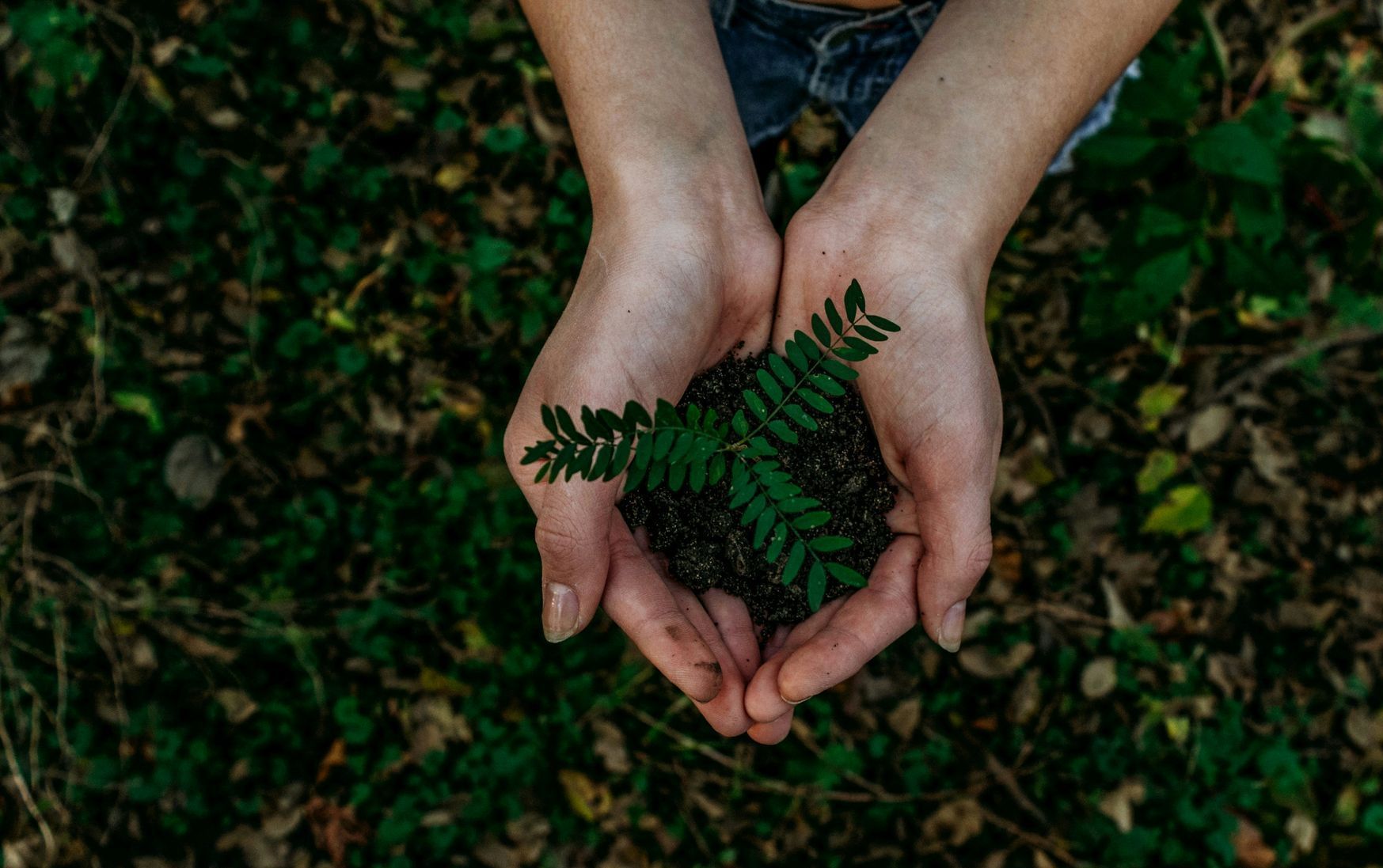 Hands cupped, holding soil and a green plant in a forest setting.