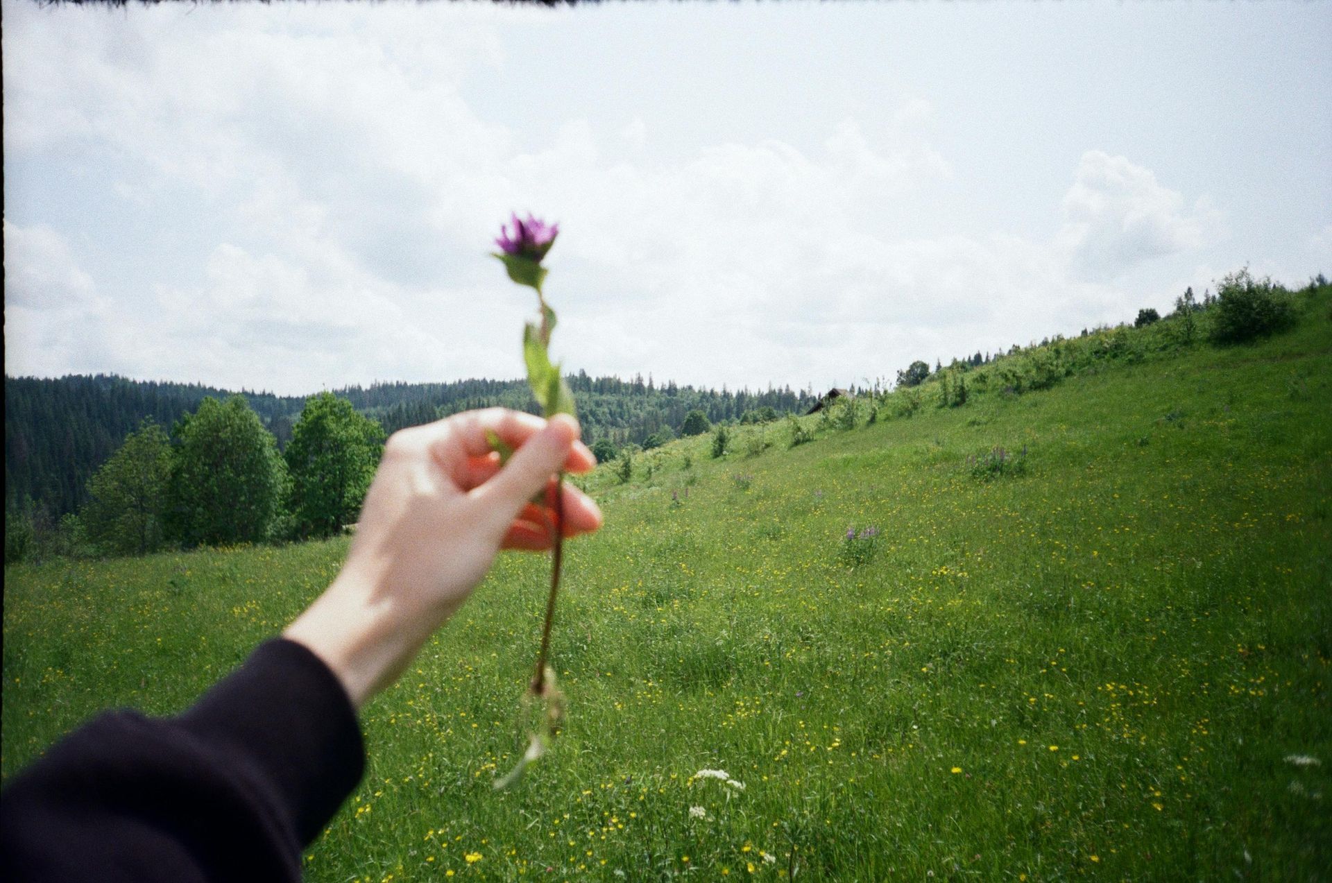 Hand holding a purple flower in a field of green grass, with hills and a cloudy sky in the background.