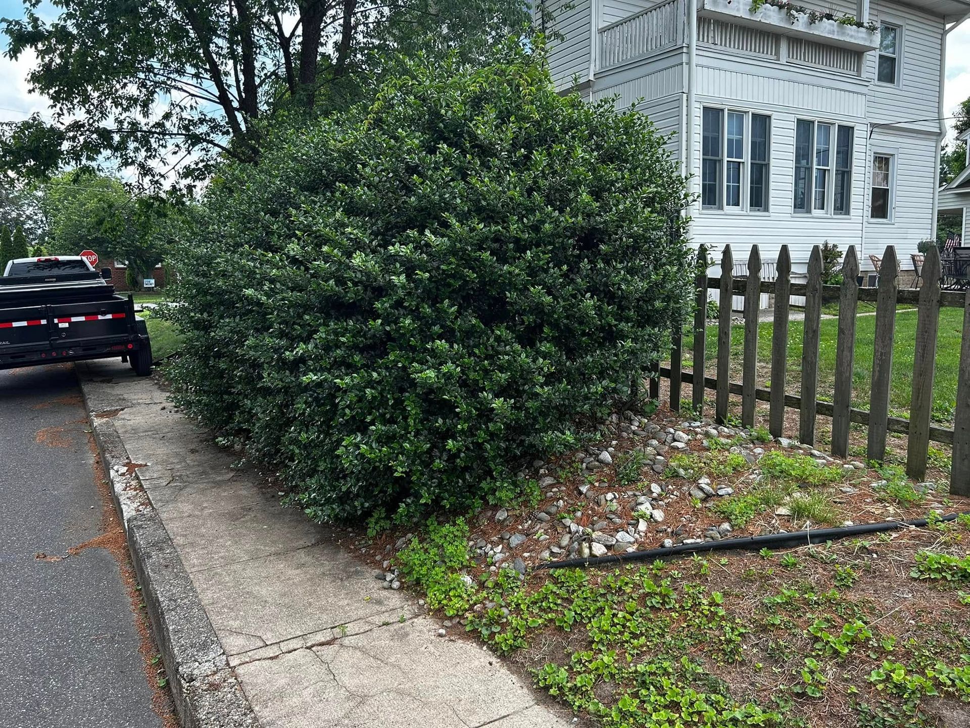 A large, round, green bush beside a sidewalk, next to a brown picket fence and a house.