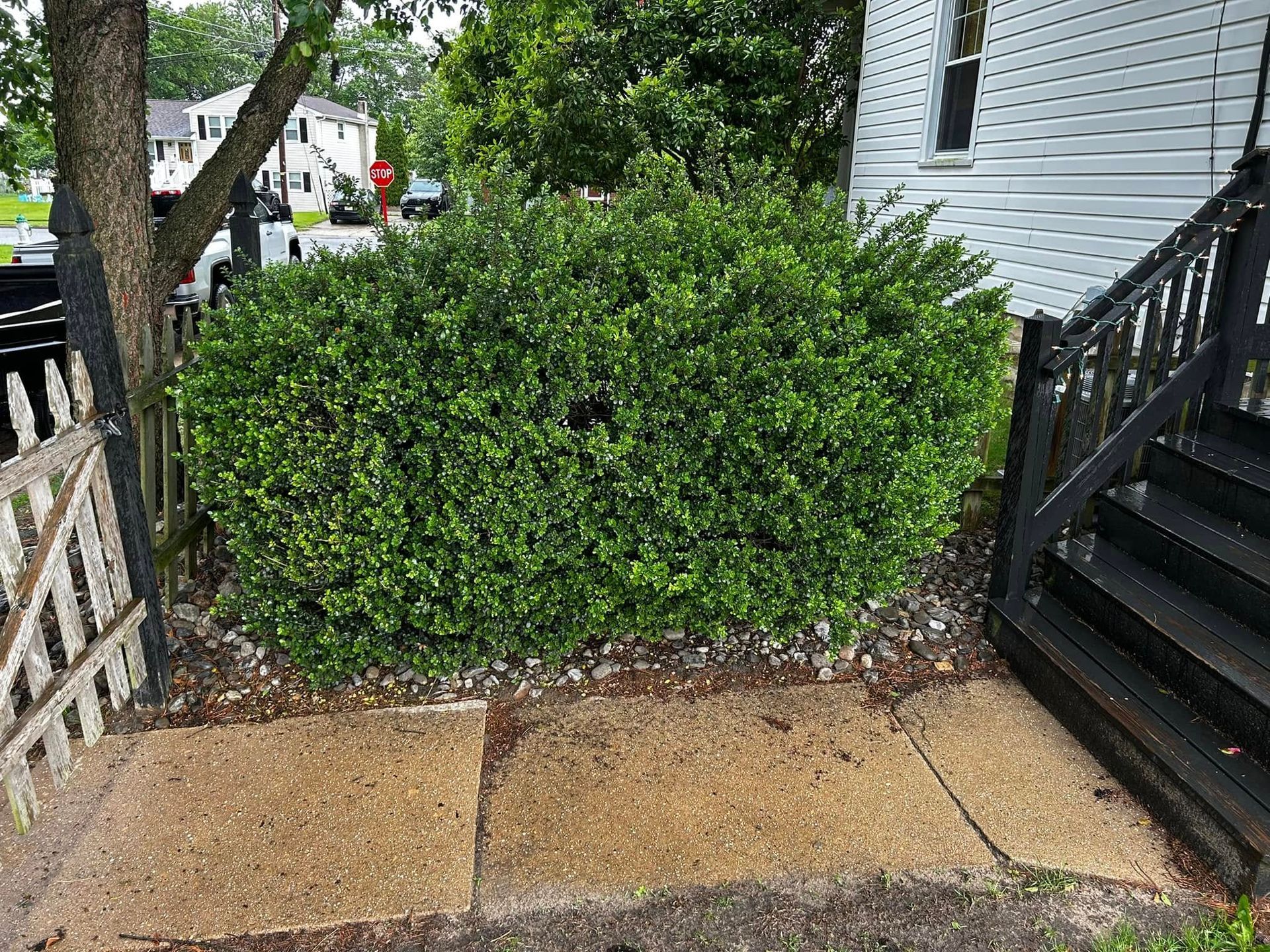 Bush in front of a house, between sidewalk squares and steps. Green leaves, grey stones.