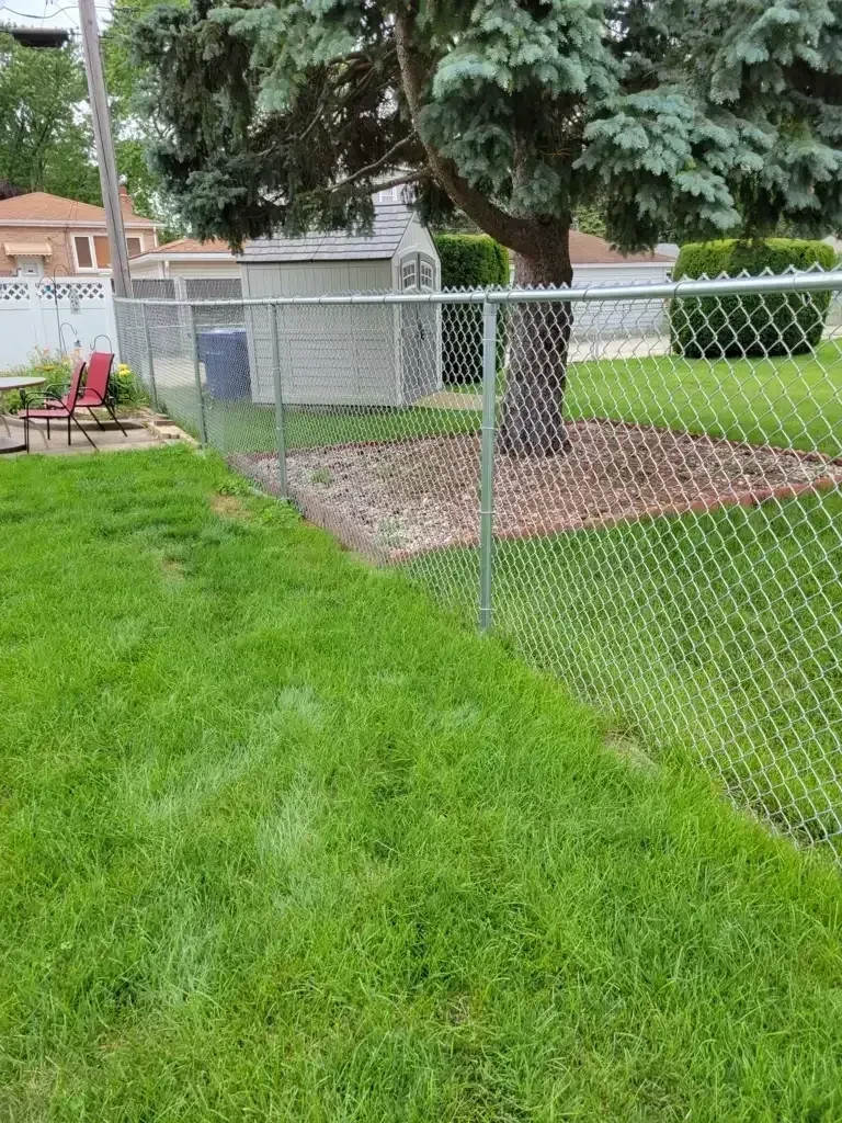 Chain link fence in backyard with tree and green grass.